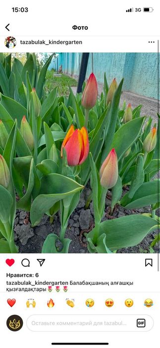 қызғалдақ тұқымы