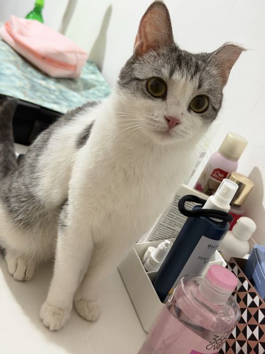 Отдаем Кошку