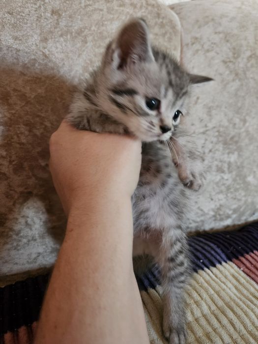 Котята шотландские