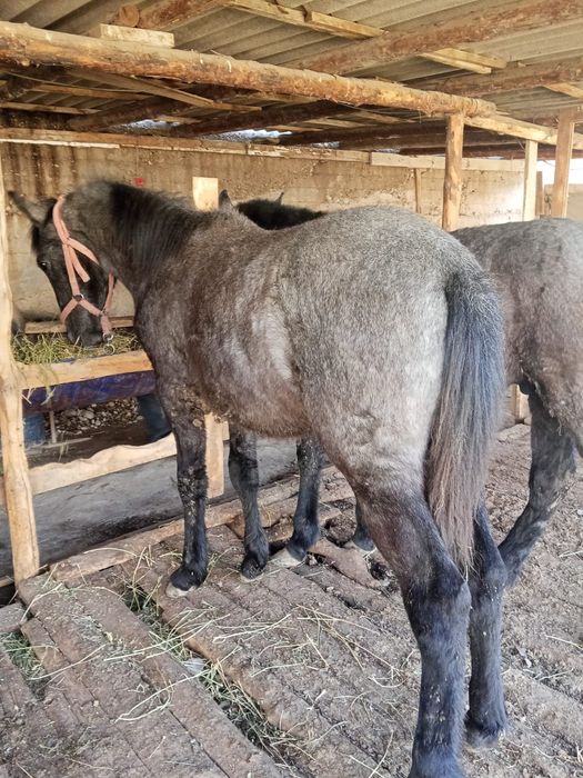 Саудасы бар 2 еркек бір ургашы