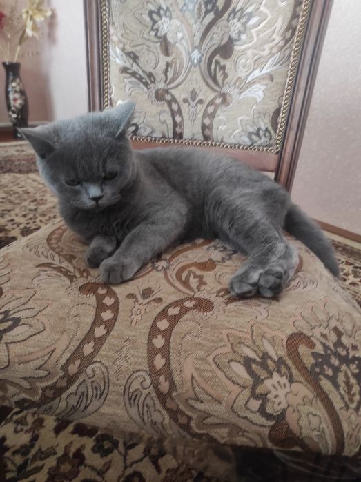 Продается Британский котенок