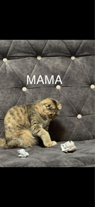 Шотландские вислоухие котята . Shotland zotli mushukchalar.