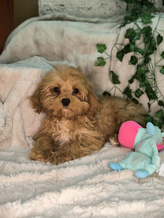 Vand fetita Cavapoo  red F1