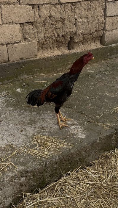 Дакан шамо карейц