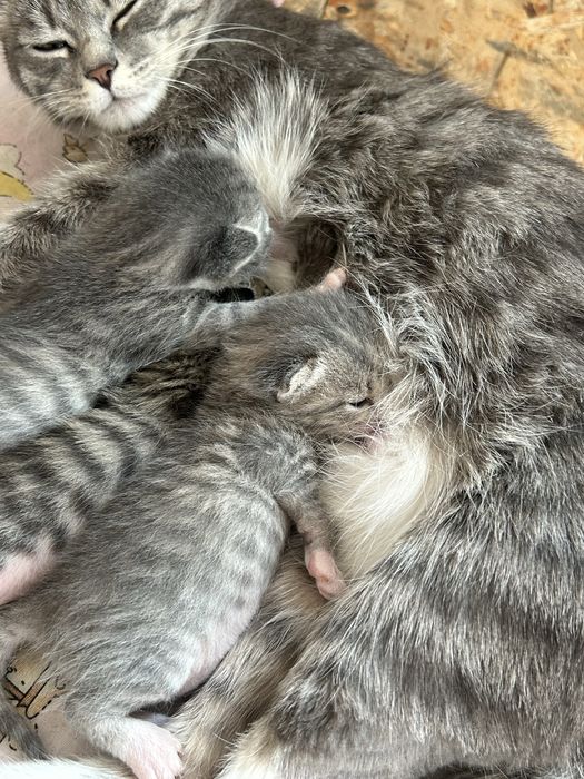 Котята ищут дом