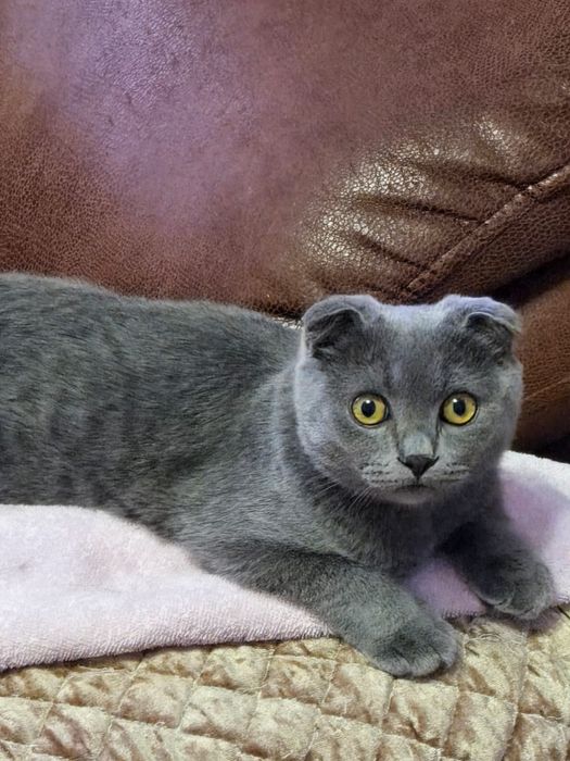 Породистые котята