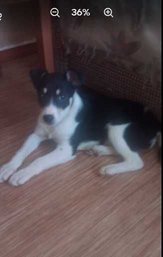 Спасите жизнь Алисе !