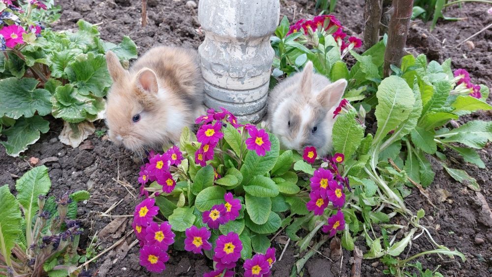 Iepurasi pitici cap de leu