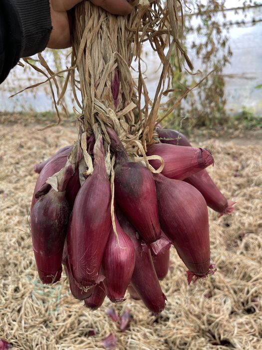 Vand ceapa de apa de Buzau