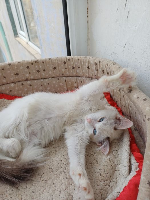 Пристраиваю котенка