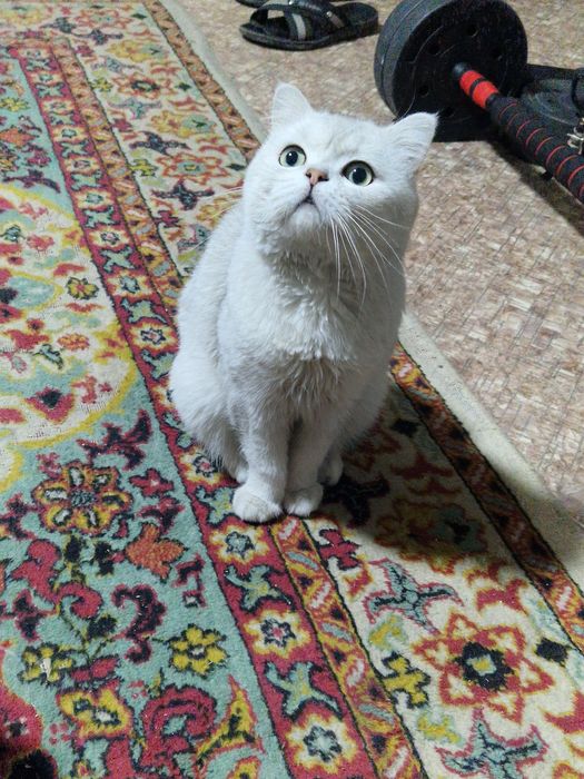 Семья британцев продам