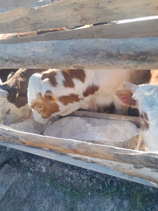 Продам бычков на откорме