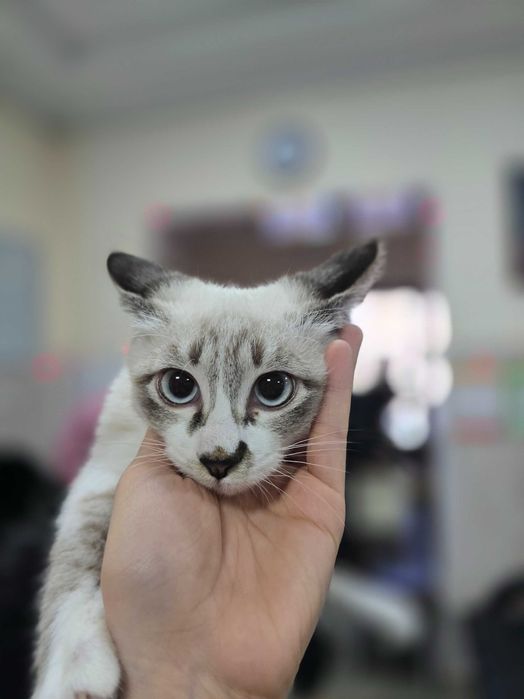 Котёнок ищет семью!