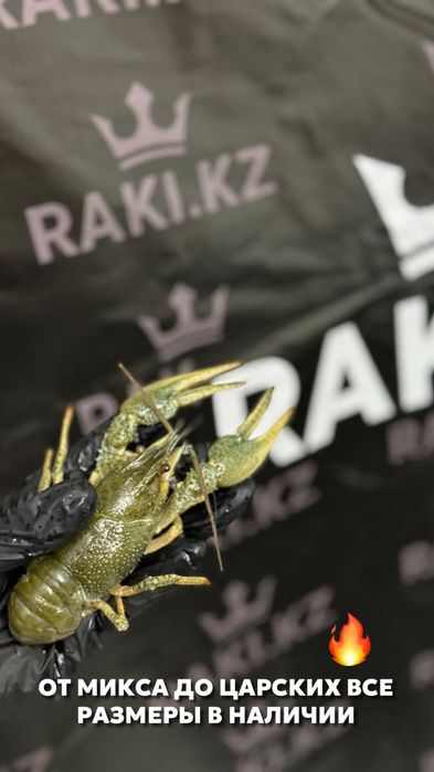 Раки живые и вареные