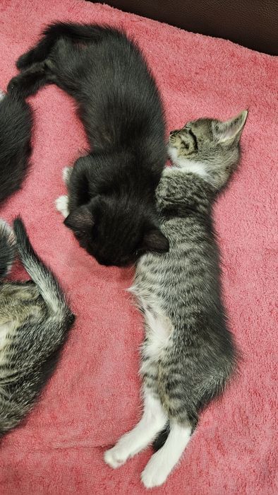 Котята 1,5 месяца