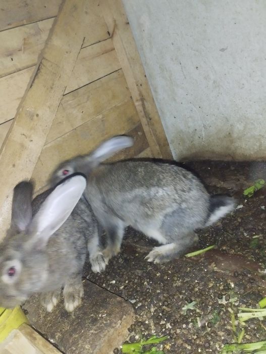 Flandir quyon bolalari 3 yarim oylik