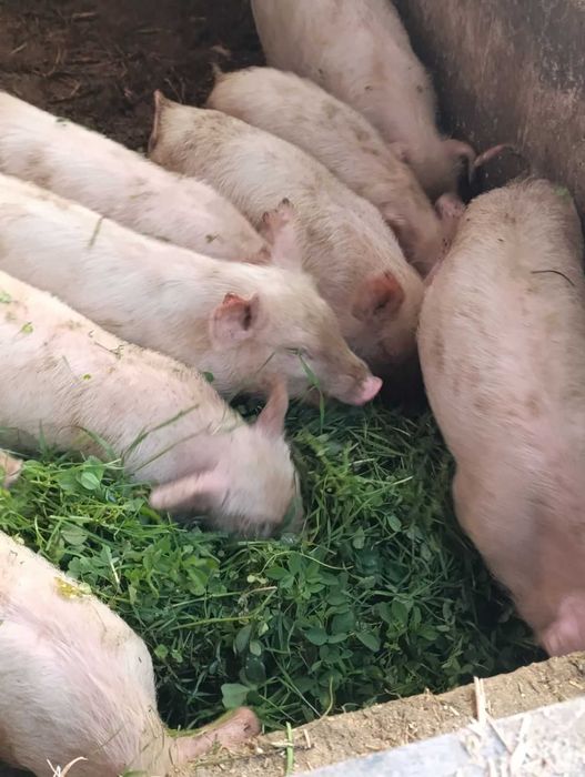 Продавам прасенца дюрок и бяла българка