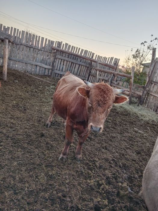 Продам быков с откррма