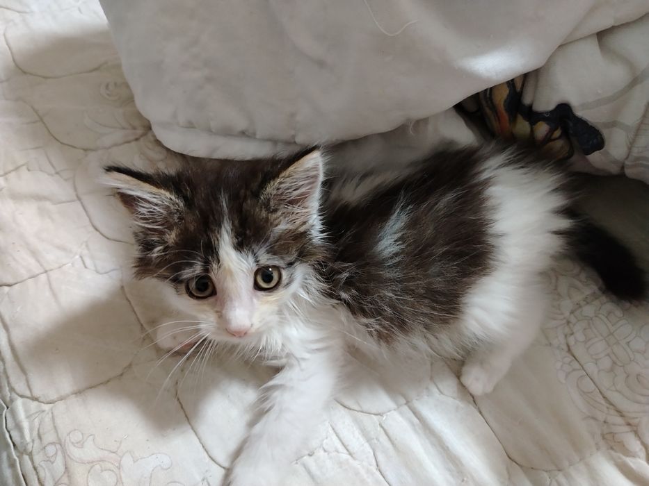 Отдам котят  в добрые руки