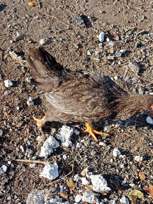 Продам Молодых петушков