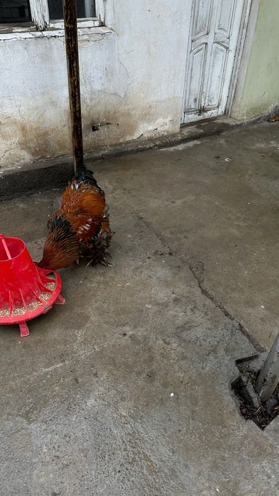 Годовалый Брама петухи