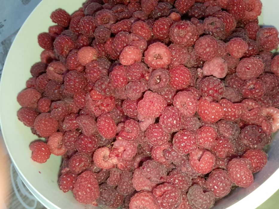 Продам малину домашнюю