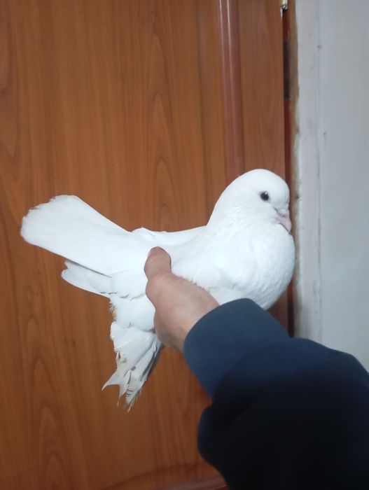 Продам голубей персов и жиганов