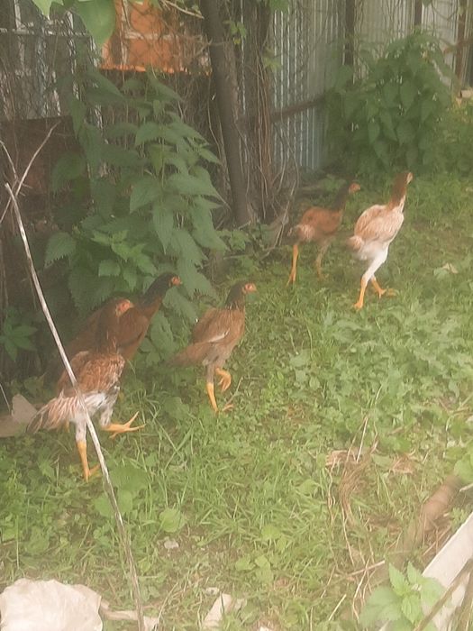 Продам курей бойцовы