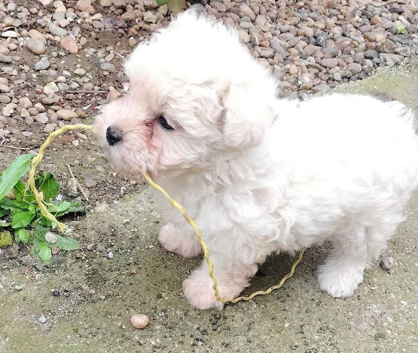 catel bichon talie mica