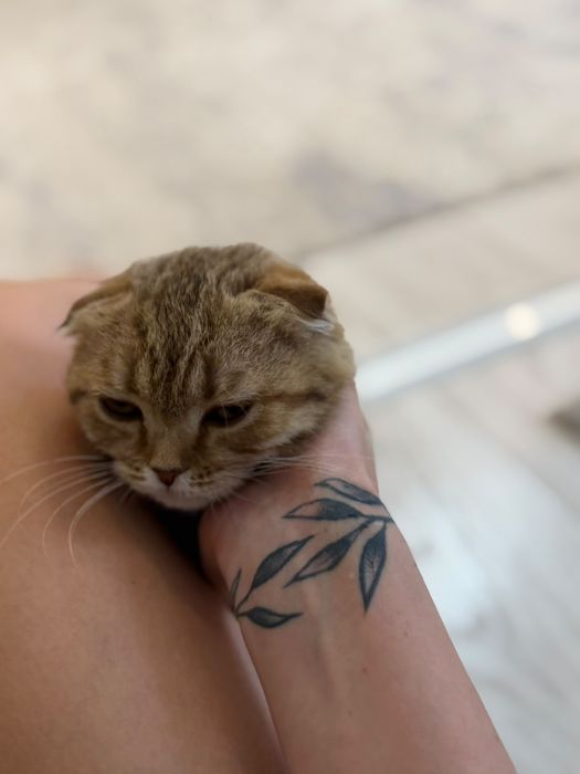 Шотландский котят