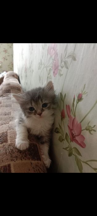 Отдам в добрые руки