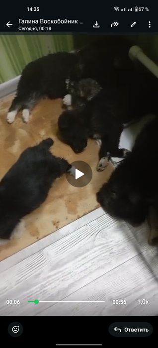 Щенки ищут семью