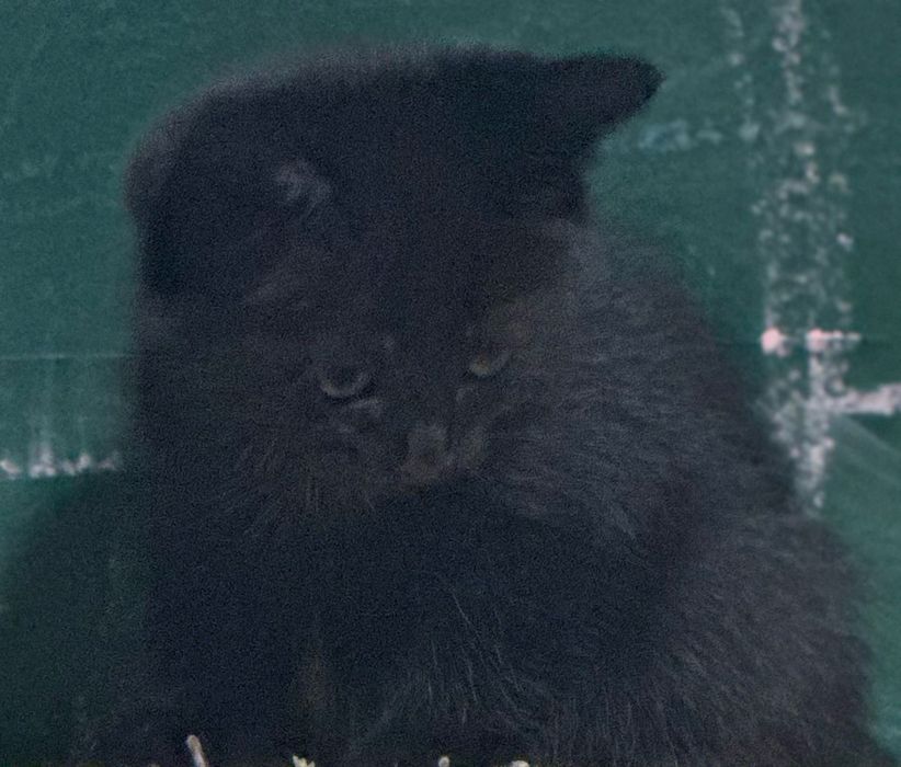 Отдам котят в хорошие руки