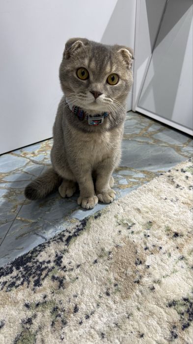 1 кошка для вязки