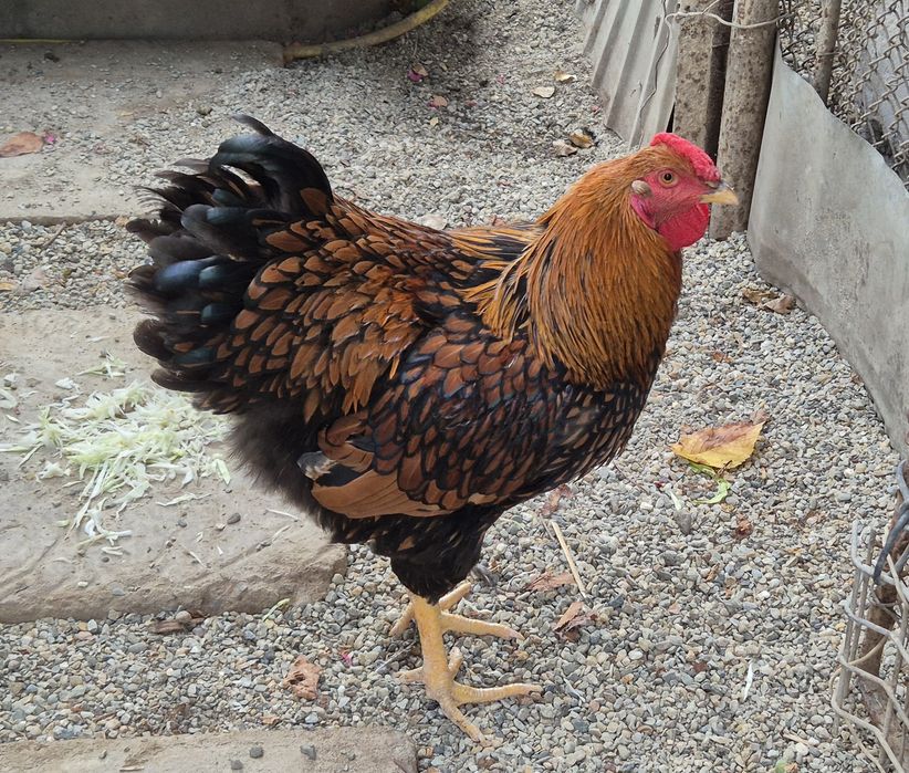 Wyandotte GSG puicute si cocosi