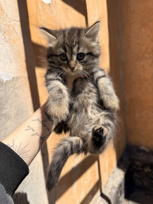 Отдам котят девочки