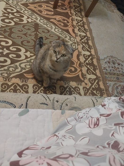 Отдам кошку шотладскую
