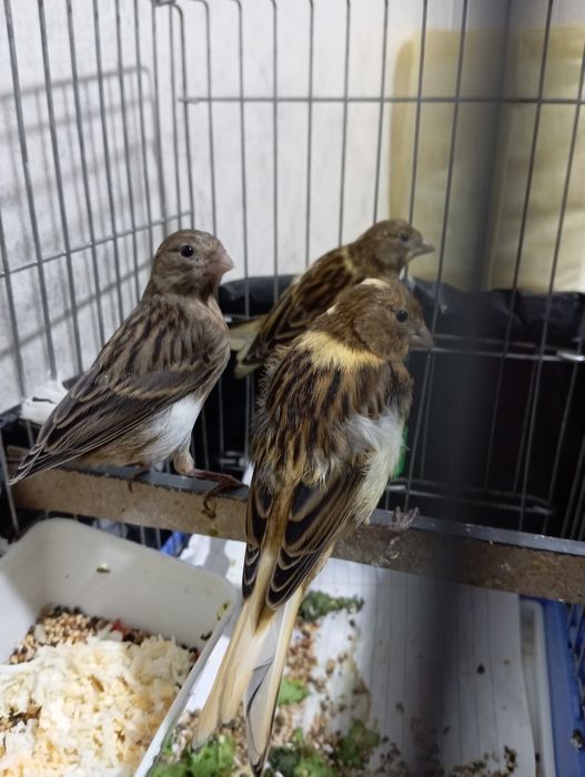 Kanareyka krasniydereva