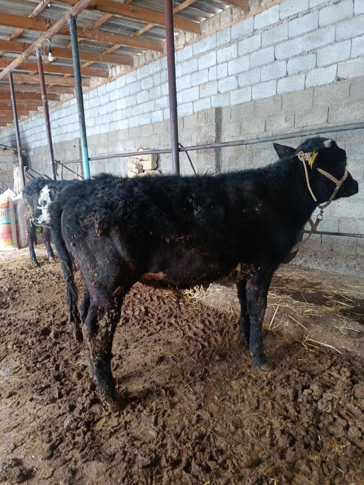 Буқа сатылады аа