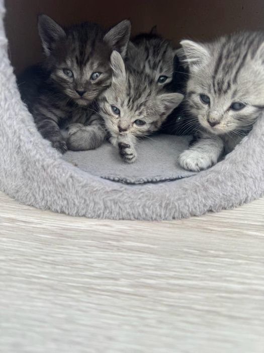 Продаются британские котята