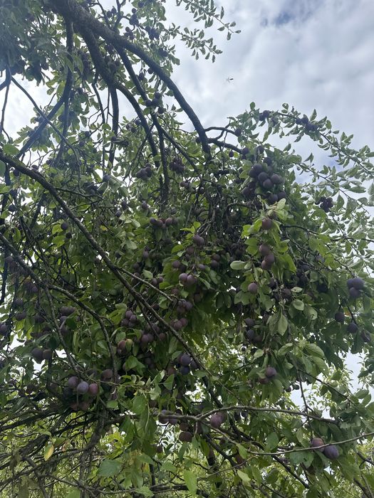 vand prune gata culese