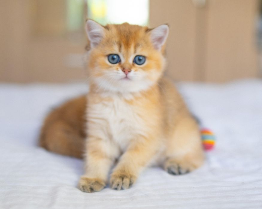 Элитные золотые котята