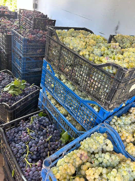 Must Ottonel, Hamburg