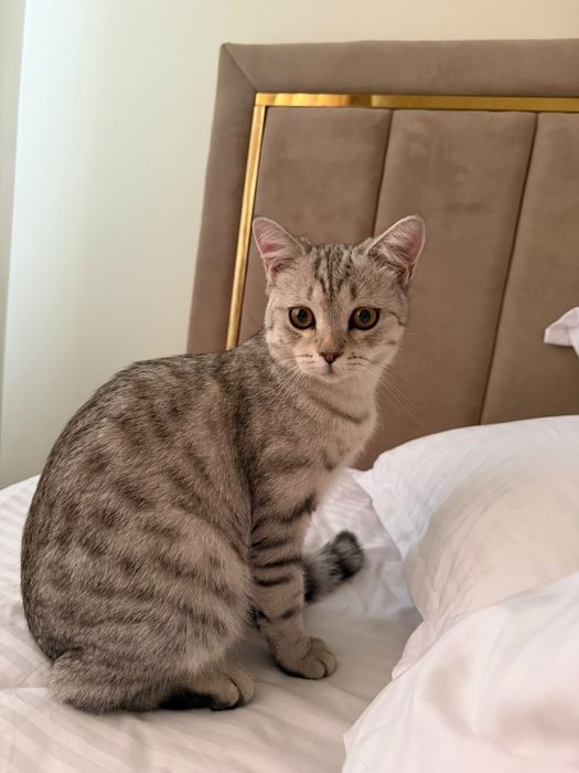 Кот британец короткошерстый