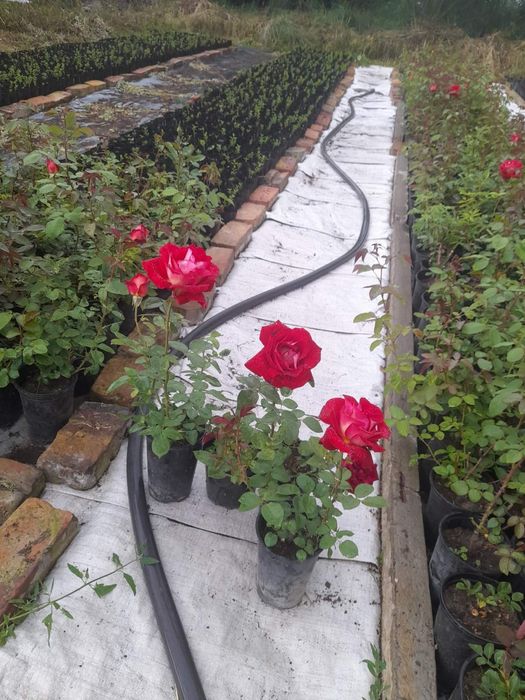 Храстовидни  рози в саксия