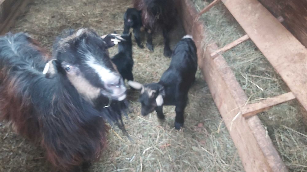 Vand 4 capre zona V izei  Maramures