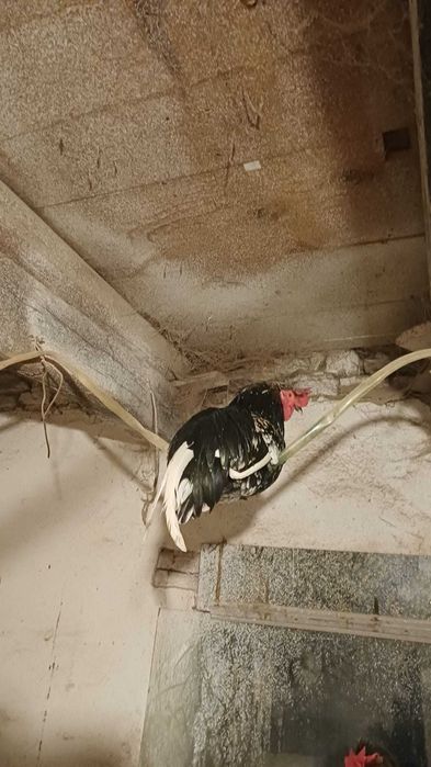 Vând cocosi americani