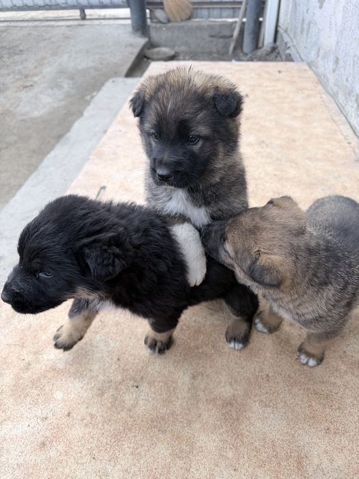 Щенки немецкий овчарки
