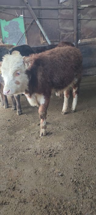 Продам бычка казахский белоголовый