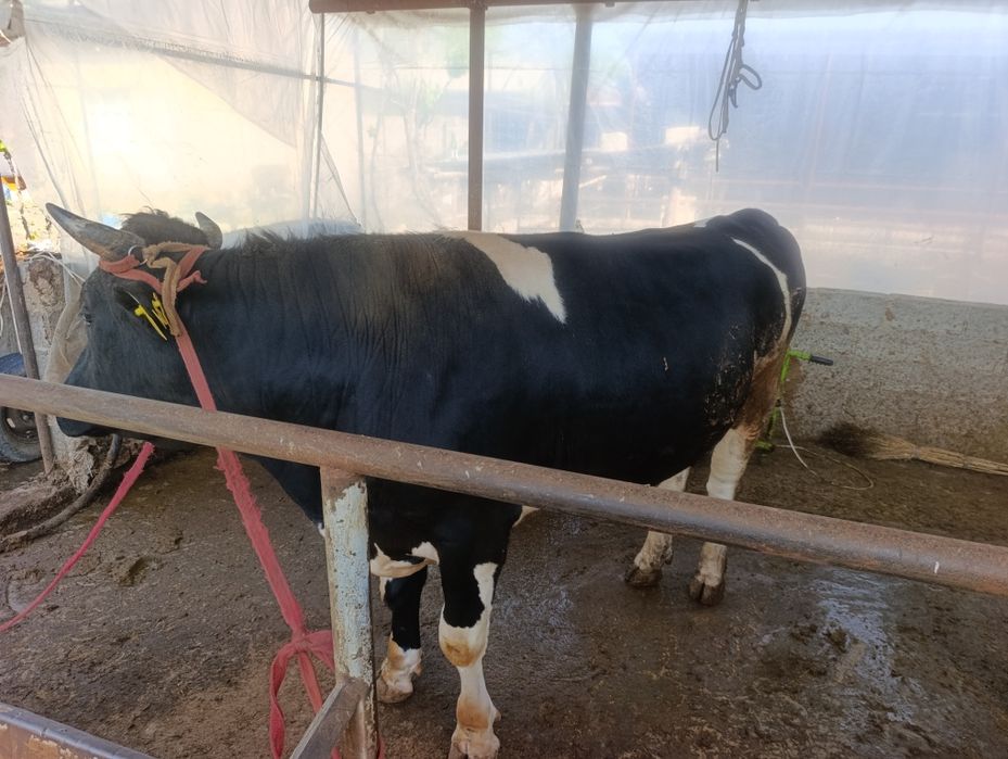 Зотга бука расиски